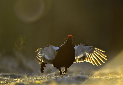 Lekking Black Grouse ( Lyrurus tetrix). Early morning. Sunrise 