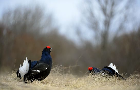 Lekking Black Grouse ( Lyrurus tetrix). Early morning. Sunrise 