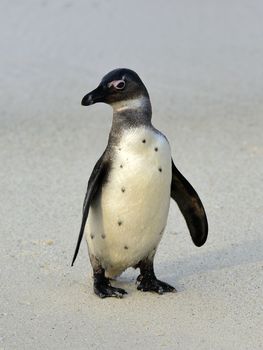 Walking African penguin (spheniscus demersus) at the Beach. South Africa