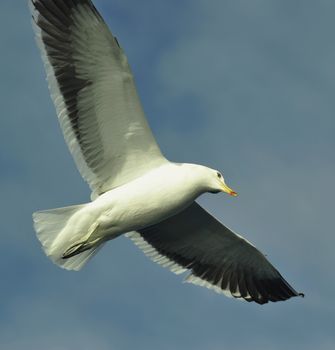 Flying kelp gull (Larus dominicanus), also known as the Dominican gul and Black Backed Kelp Gull. False Bay, South Africa