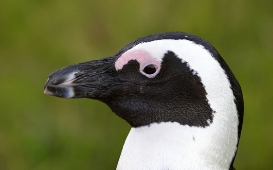 African penguin (spheniscus demersus) Portrait. South Africa