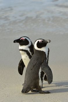  African penguins (spheniscus demersus) at the Beach. South Africa