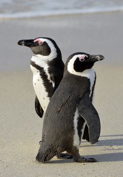  African penguins (spheniscus demersus) at the Beach. South Africa
