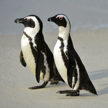  African penguins (spheniscus demersus) at the Beach. South Africa