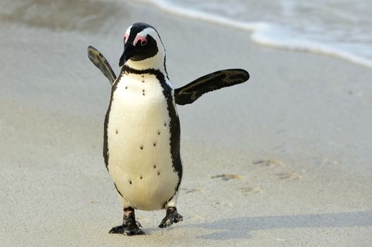 Walking African penguin (spheniscus demersus)with footprints  at the Beach. South Africa