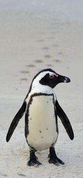 Walking African penguin (spheniscus demersus)with footprints  at the Beach. South Africa