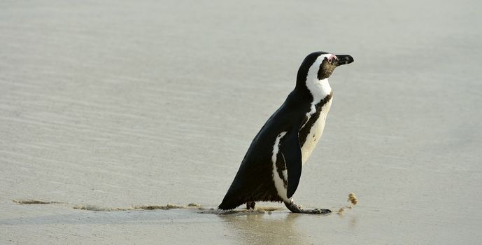 Walking African penguin (spheniscus demersus) at the Beach. South Africa