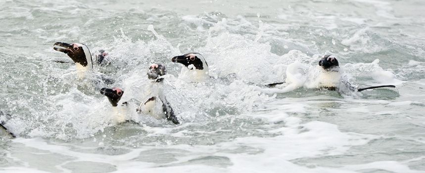 Swimming penguins. The African penguin (Spheniscus demersus), also known as the jackass penguin and black-footed penguin is a species of penguin, confined to southern African waters 