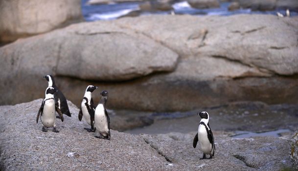 African penguins (spheniscus demersus) at the Boulders colony. In evening twilight. South Africa 