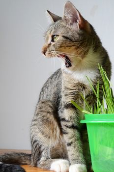 kitten and grass