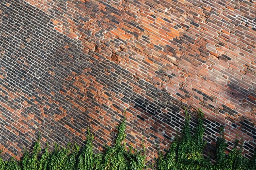 brick wall with ivy