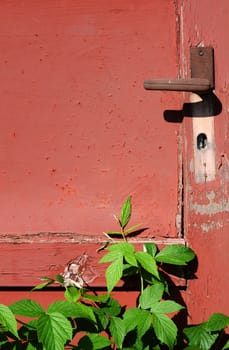 old door detail