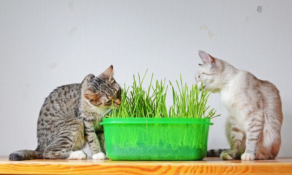 kittens and grass