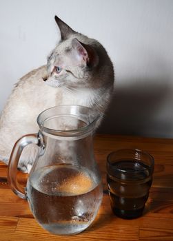 cute kitten drinking