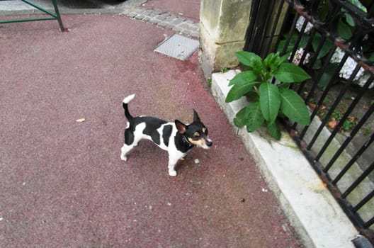 Funny black and white puppy outside on the street