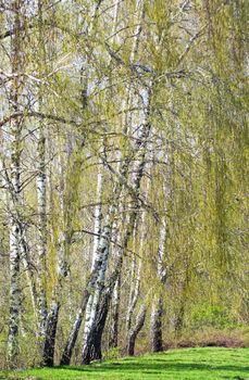 Birch trees with fresh green leaves in spring