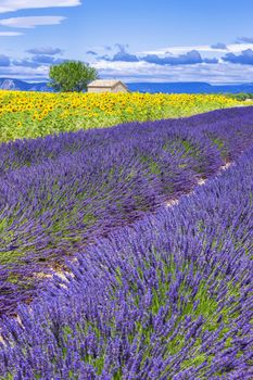 Beautiful landscape with sunflower and lavender field, France