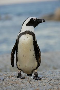 Portrait of  African penguin (spheniscus demersus) at the Boulders colony. South Africa