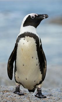 Portrait of  African penguin (spheniscus demersus) at the Boulders colony. South Africa