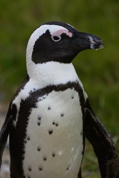 Portrait of  African penguin (spheniscus demersus) at the Boulders colony. South Africa