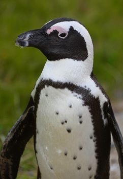 Portrait of  African penguin (spheniscus demersus) at the Boulders colony. South Africa