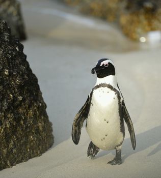 Portrait of  African penguin (spheniscus demersus) at the Boulders colony. South Africa