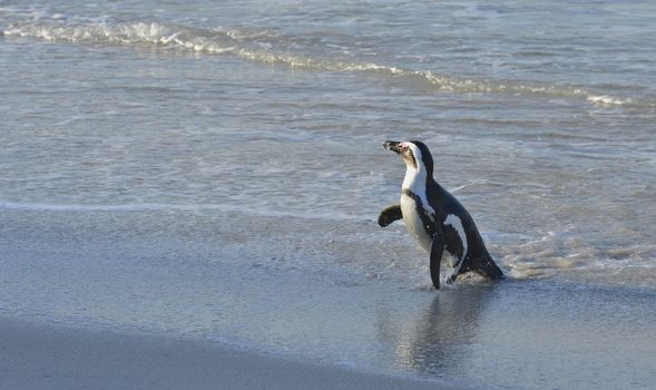 Walking  African penguin (spheniscus demersus) at the Beach. South Africa