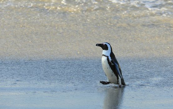 Walking  African penguin (spheniscus demersus) at the Beach. South Africa