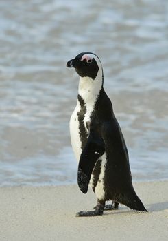 Walking  African penguin (spheniscus demersus) at the Beach. South Africa