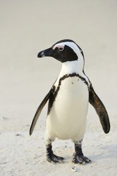Walking  African penguin (spheniscus demersus) at the Beach. South Africa