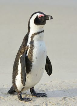 Walking  African penguin (spheniscus demersus) at the Beach. South Africa