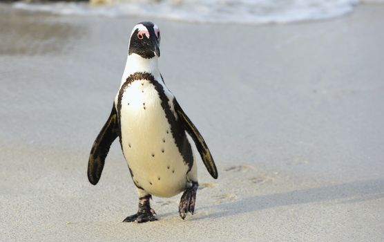 Walking  African penguin (spheniscus demersus) at the Beach. South Africa