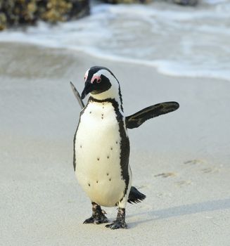 Walking  African penguin (spheniscus demersus) at the Beach. South Africa