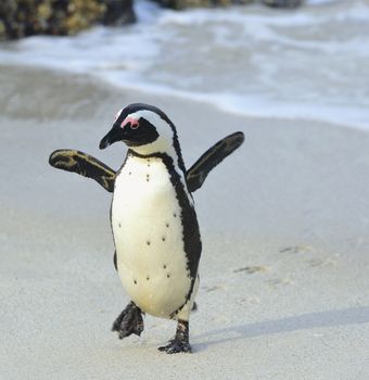 Walking  African penguin (spheniscus demersus) at the Beach. South Africa