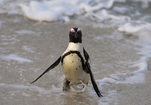 Walking  African penguin (spheniscus demersus) at the Beach. South Africa