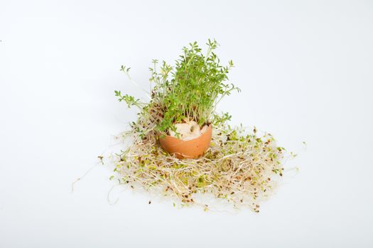 Fresh Alfalfa Sprouts and Spring Easter Egg