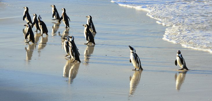  African penguins (spheniscus demersus) at the Beach. South Africa