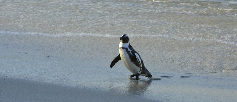 Walking  African penguin (spheniscus demersus) at the Beach. South Africa