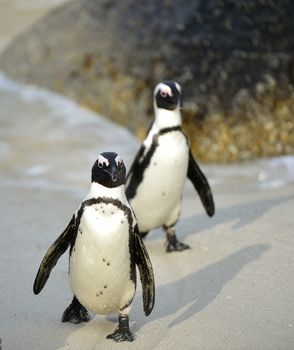 Portrait of  African penguin (spheniscus demersus) at the Boulders colony. South Africa Portrait of  African penguin (spheniscus demersus) at the Boulders colony. South Africa