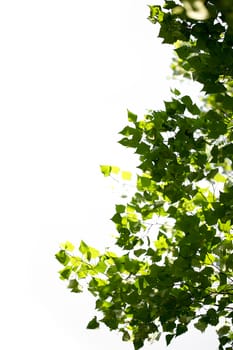 Young green leaves in summer morning