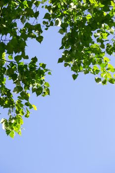 Young green leaves in summer morning