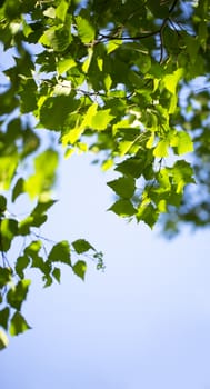 Young green leaves in summer morning