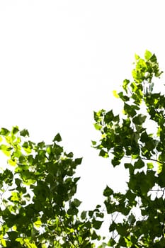 Young green leaves in summer morning