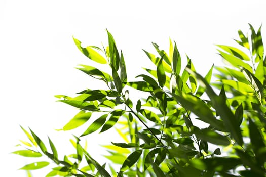 Young green leaves in summer morning