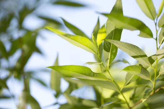 Young green leaves in summer morning