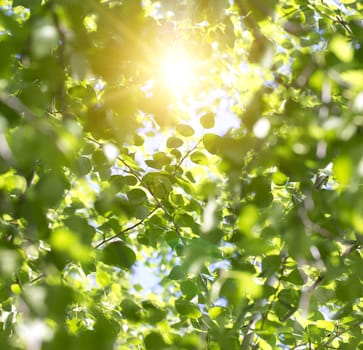 Young green leaves in summer morning