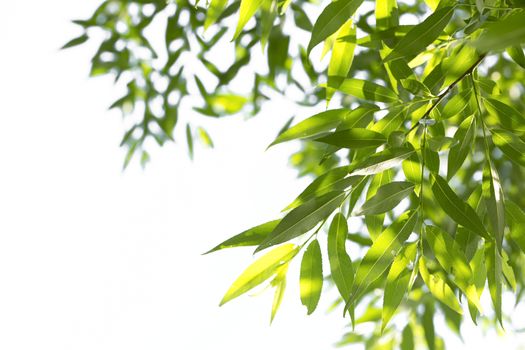 Young green leaves in summer morning