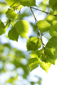 Young green leaves in summer morning