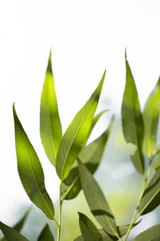 Young green leaves in summer morning