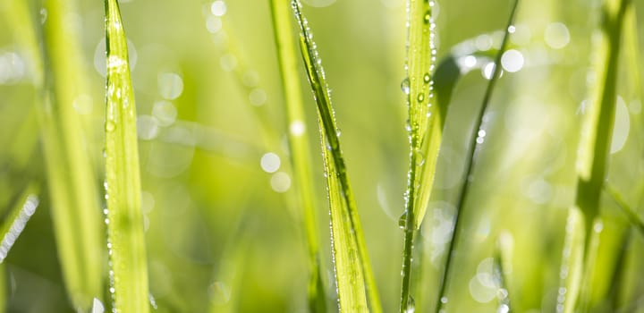 Blade of grass in morning dew